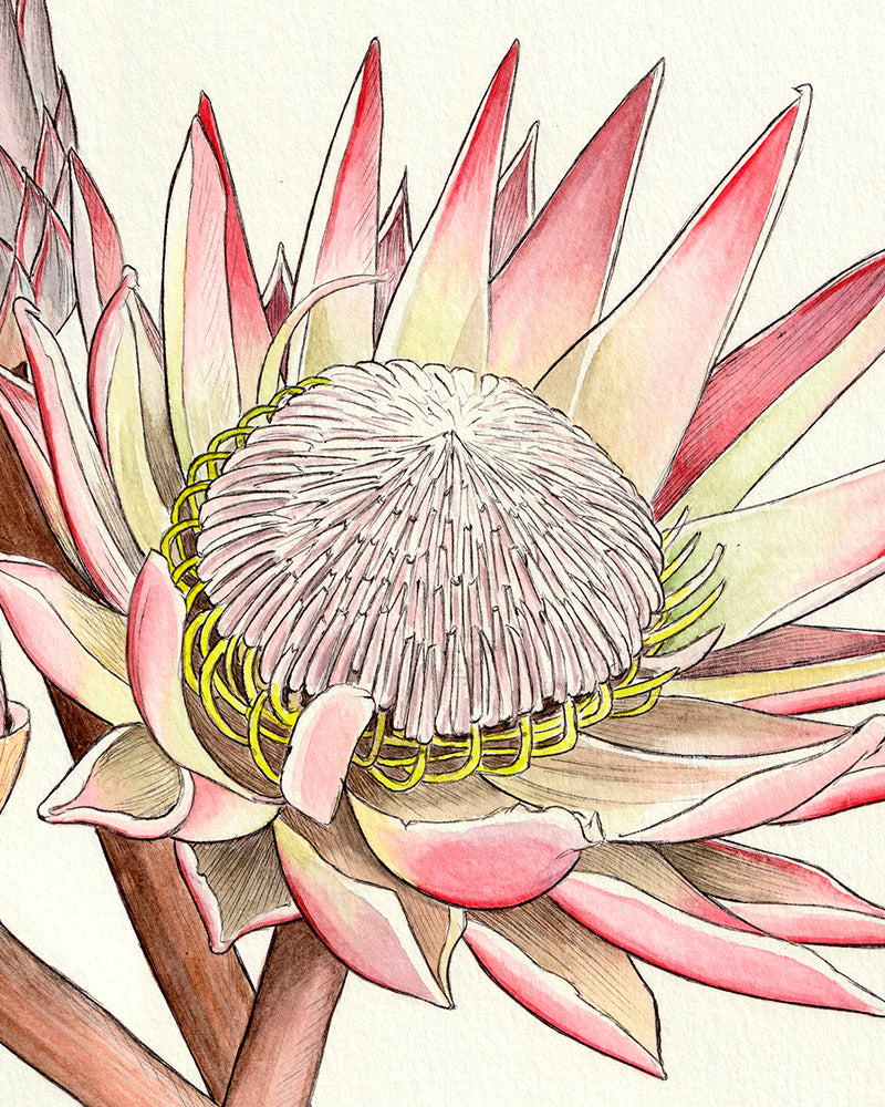 Proteas