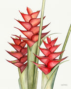 Red Heliconia Caribaea