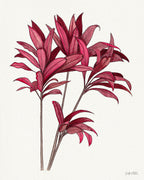 Red Ti Plant