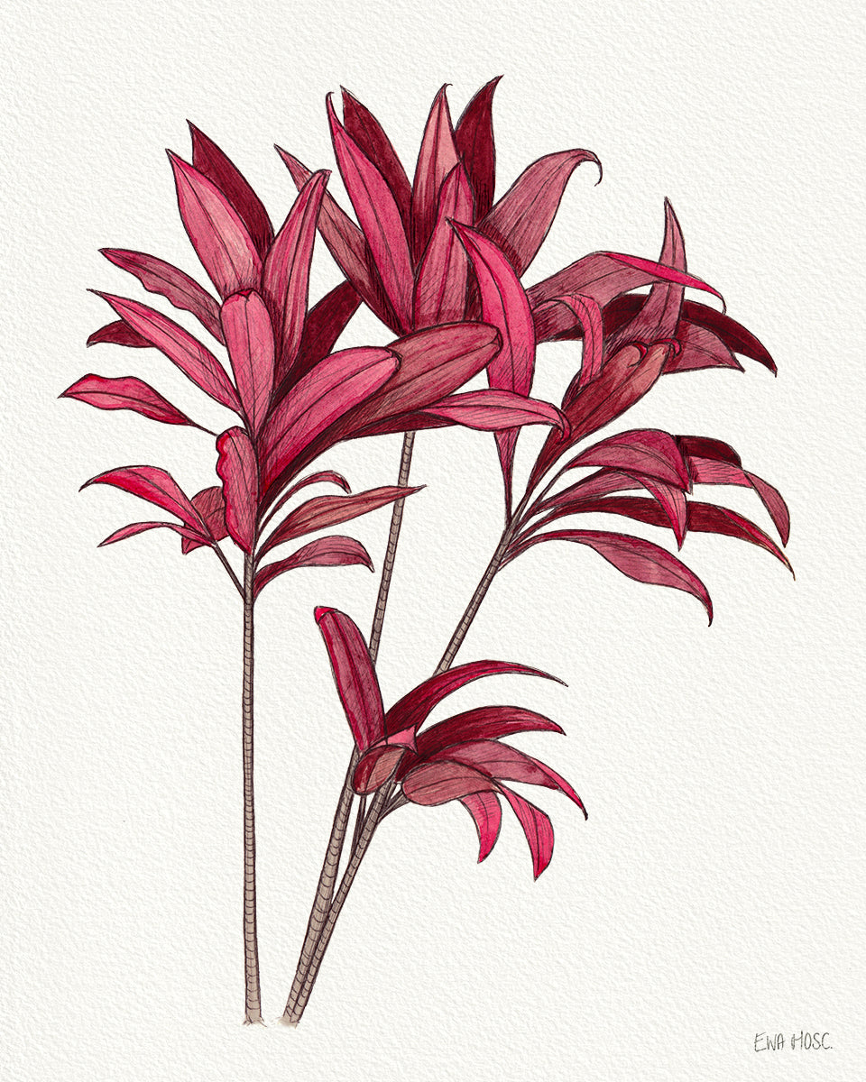 Red Ti Plant