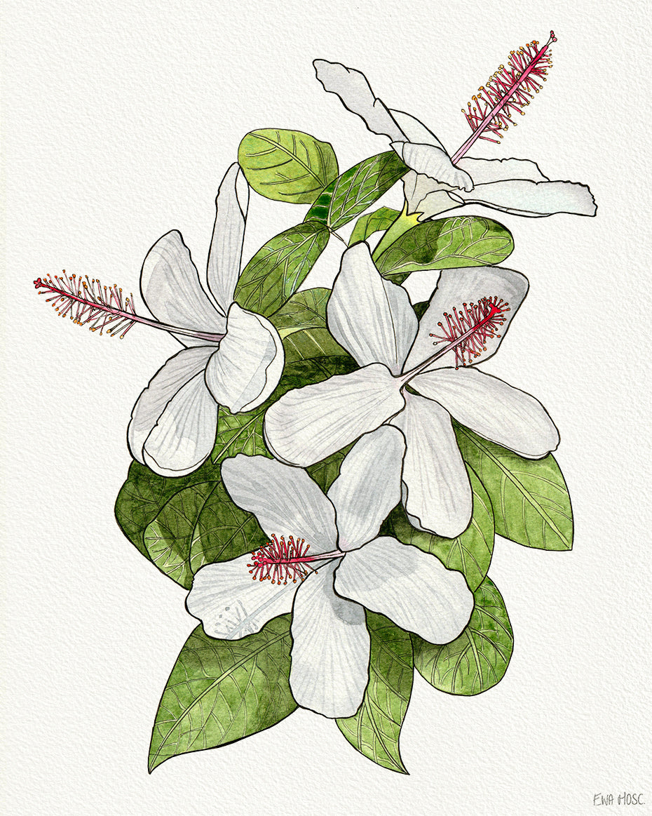 SOLD - White Hibiscus Native to Hawaii