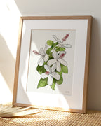 White Hibiscus