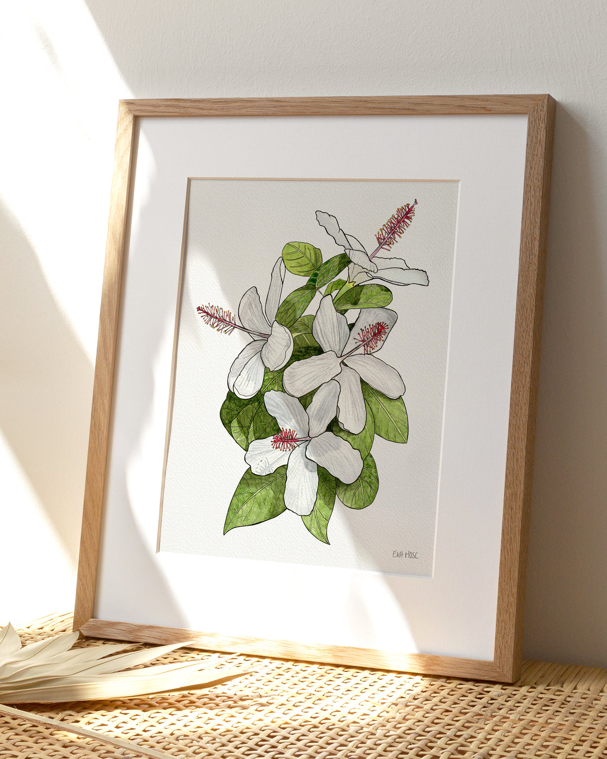White Hibiscus