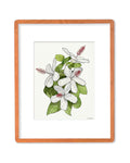 SOLD - White Hibiscus Native to Hawaii