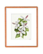 SOLD - White Hibiscus Native to Hawaii