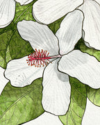 SOLD - White Hibiscus Native to Hawaii