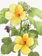 SOLD - Yellow Hibiscus Native to Hawaii