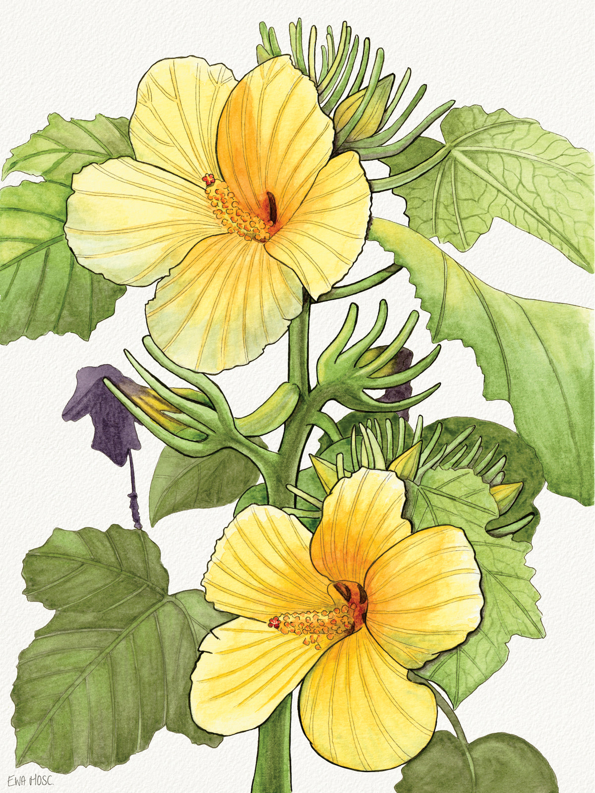 SOLD - Yellow Hibiscus Native to Hawaii