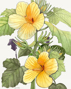 Yellow Hibiscus
