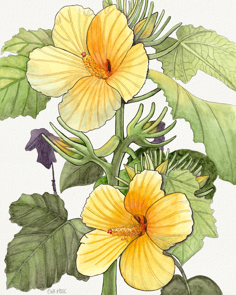 Yellow Hibiscus