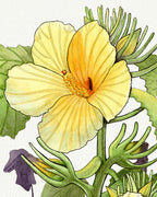 SOLD - Yellow Hibiscus Native to Hawaii