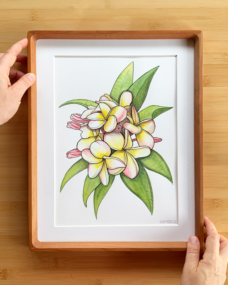 Blush Pink Plumeria
