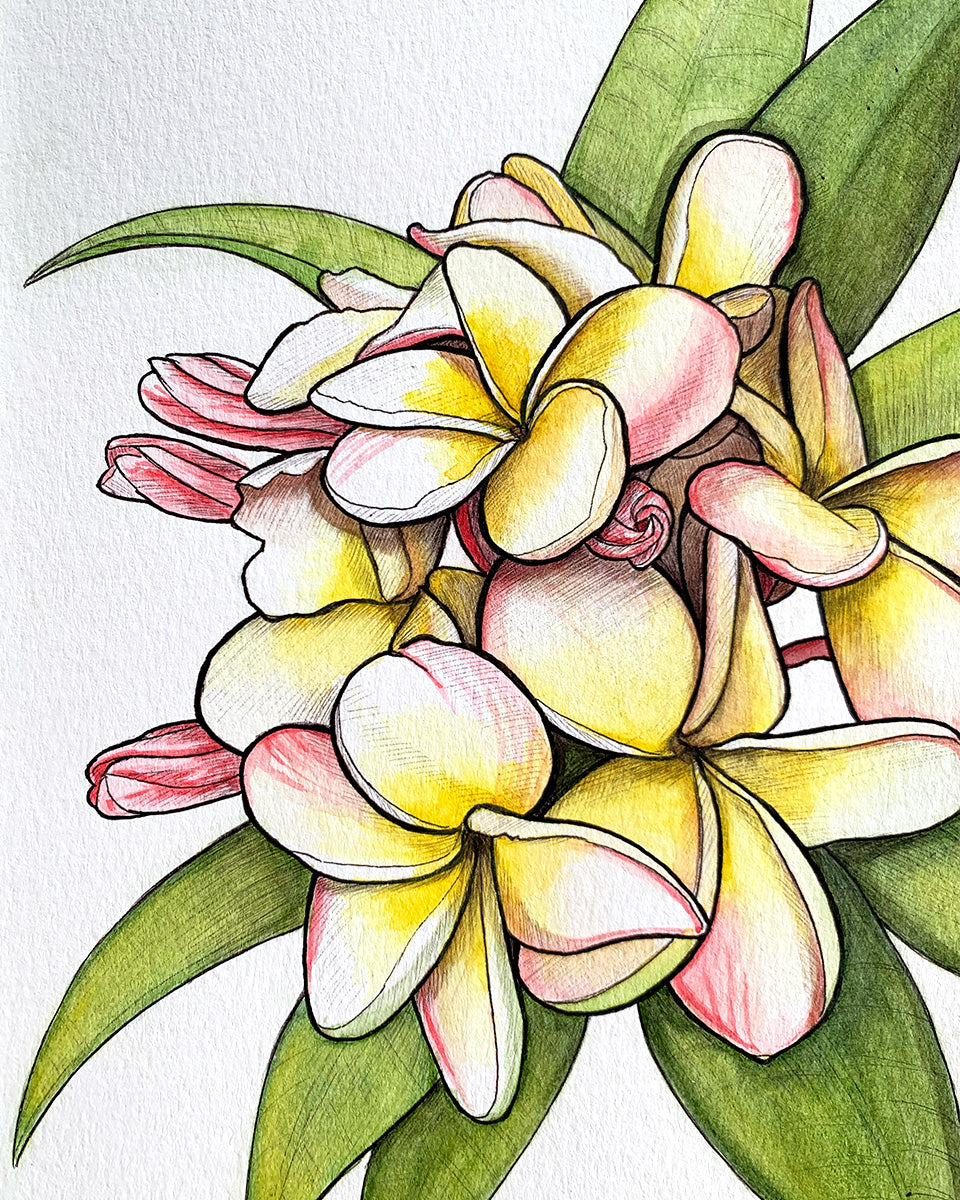 Blush Pink Plumeria