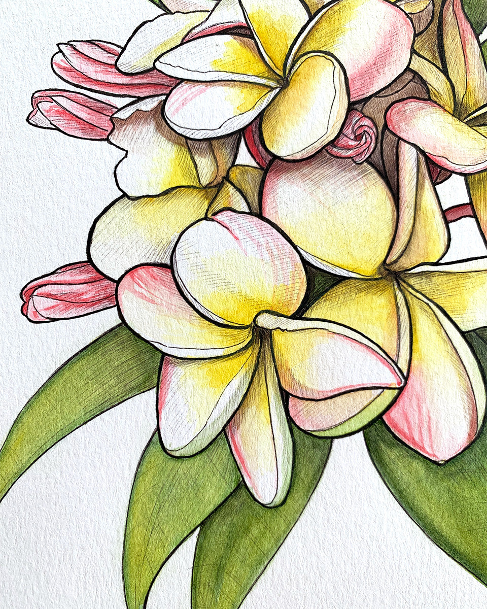 Blush Pink Plumeria