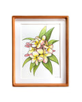 Blush Pink Plumeria