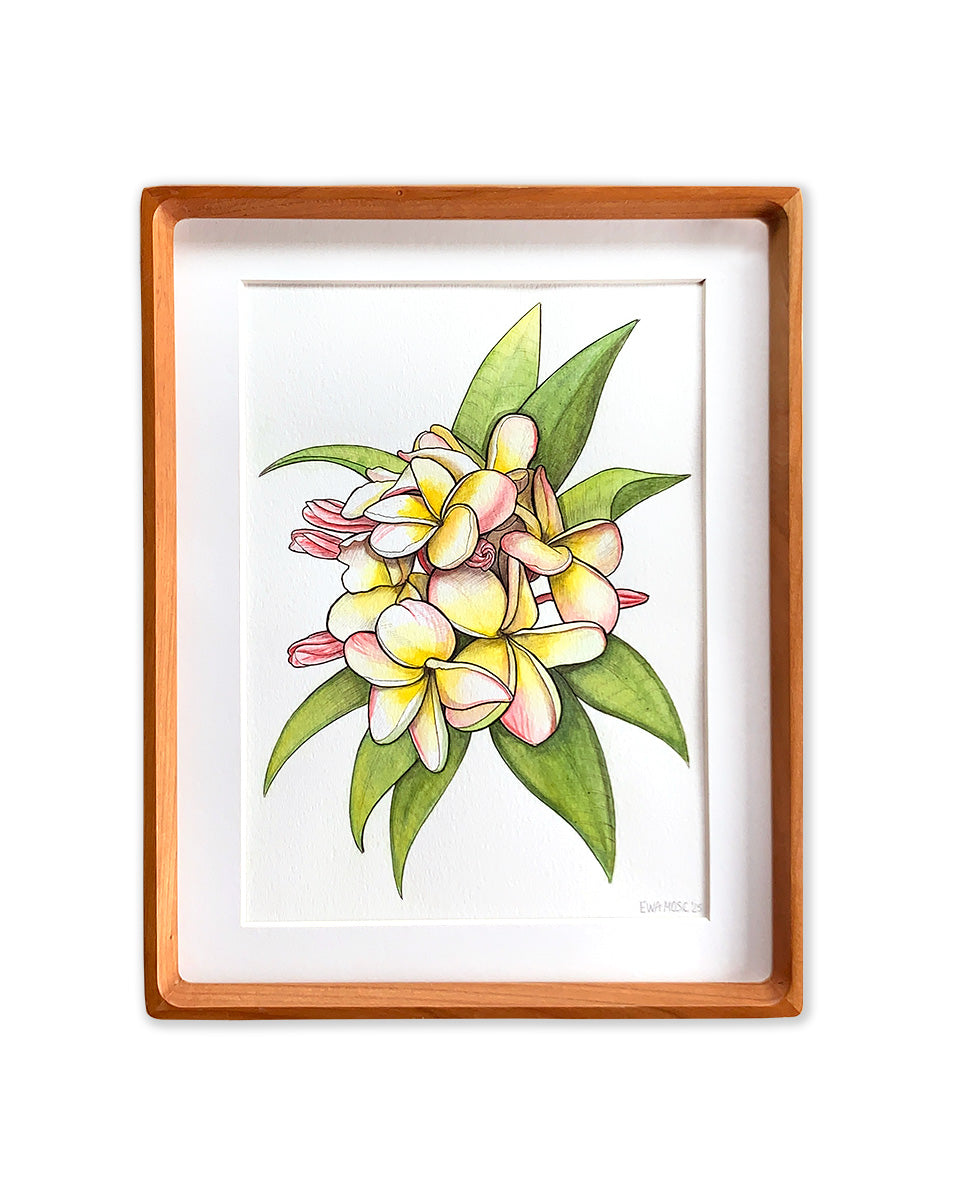 Blush Pink Plumeria