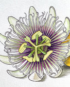 Liliko'i/Passion Fruit